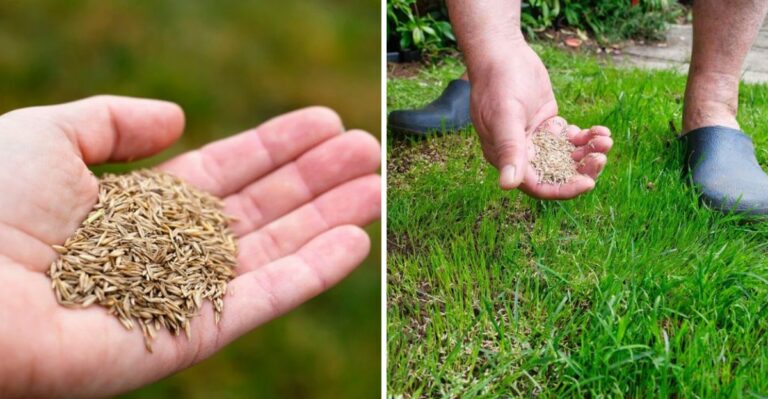 How Late Is Too Late To Seed A Pennsylvania Lawn This Fall