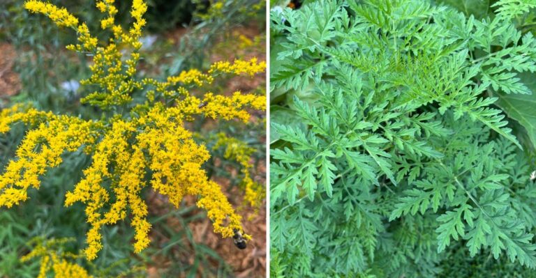 The Missouri Plant Blamed Every September For Something It Does Not Cause
