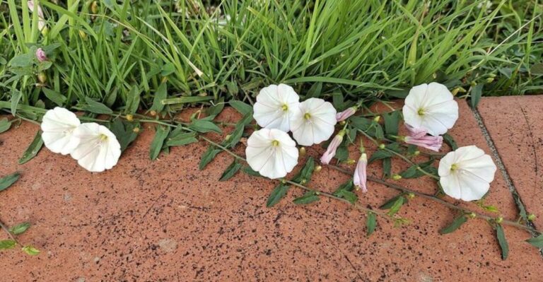 This Common Garden Weed Spreads Faster Than Most People Realize