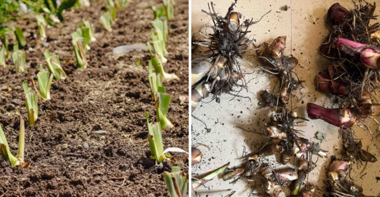 Why Michigan Gardeners Should Dig Up Cannas Before The First Hard Freeze