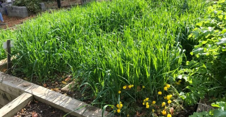 8 Cover Crops Virginia Gardeners Can Plant To Break Up Over Winter