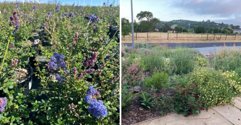 Can California Gardeners Plant Native Shrubs Before The First Fall Rain?