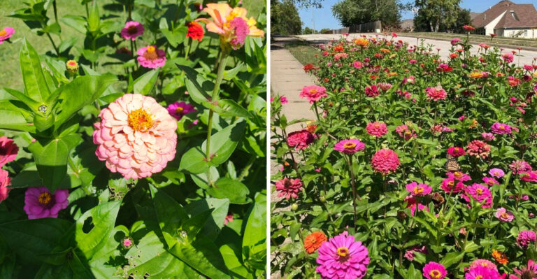 Why North Carolina Gardeners Disagree About Whether To Trim Zinnias At All