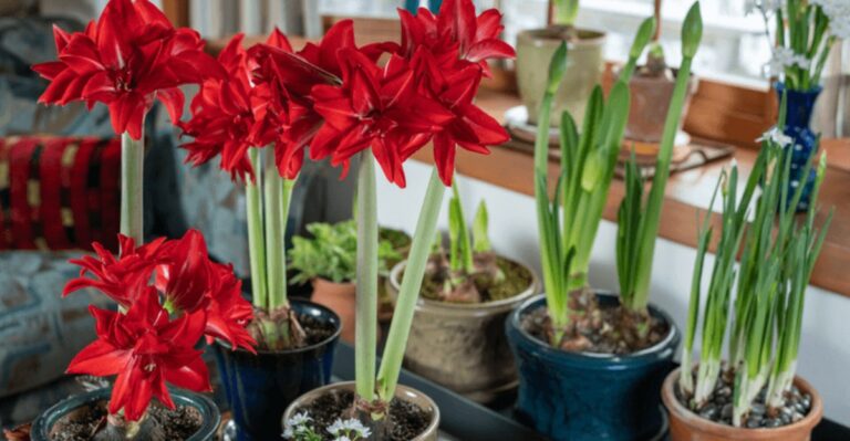 Get Amaryllis Blooming By Christmas With These 10 Simple Tips