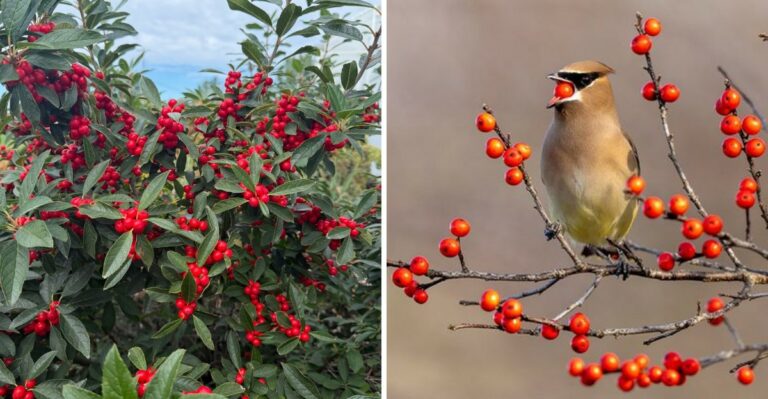 The Native Pennsylvania Shrub That Feeds Wildlife All Winter