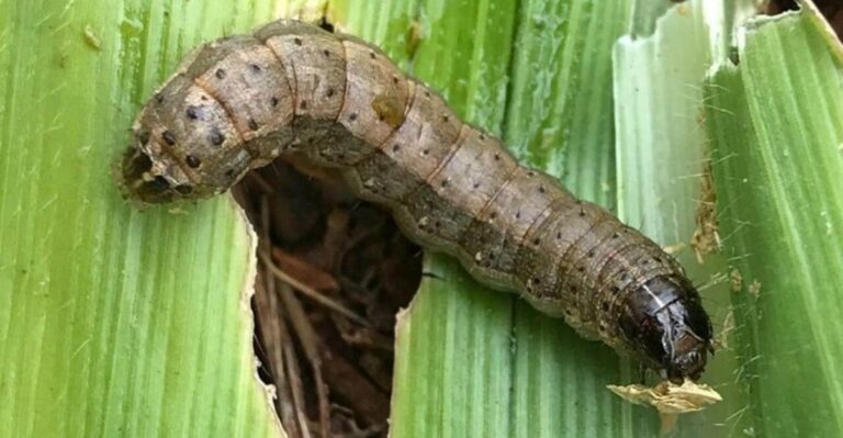 fall armyworm on a leaf