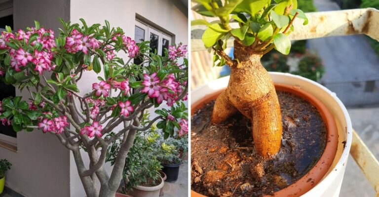 The One Thing Florida Gardeners Should Change For Desert Rose As Nights Start Getting Cooler