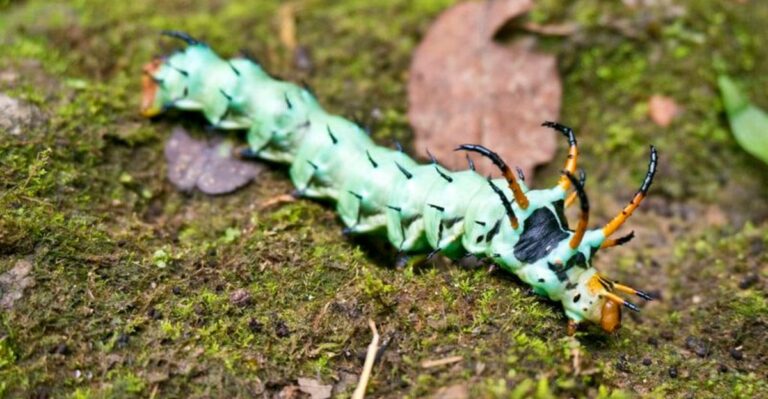 What It Means When You Spot A Hickory Horned Devil Caterpillar On Your Tennessee Patio