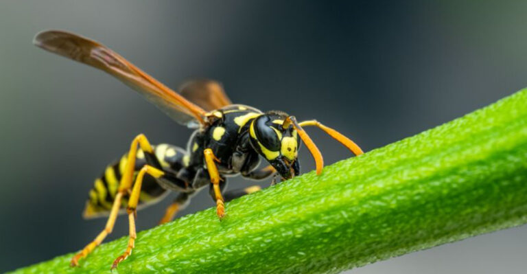 Why Your Yard Suddenly Has More Wasps In September