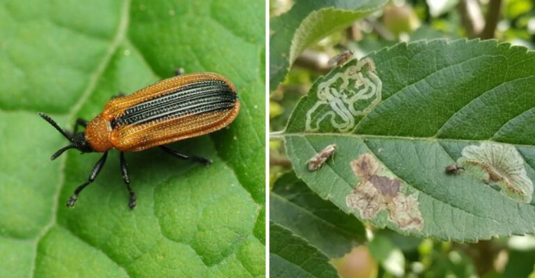 Something Is Turning Iowa’s Locust Trees Brown Weeks Before Autumn Officially Begins