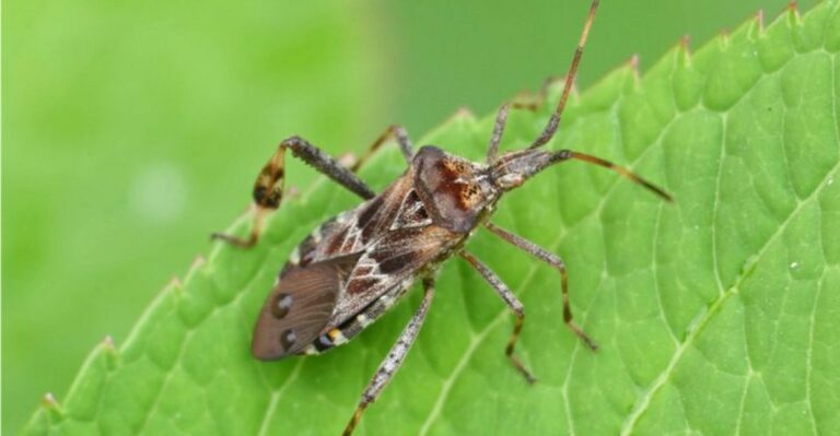 The Giant Bug Ohio Homeowners Mistake For A Stink Bug