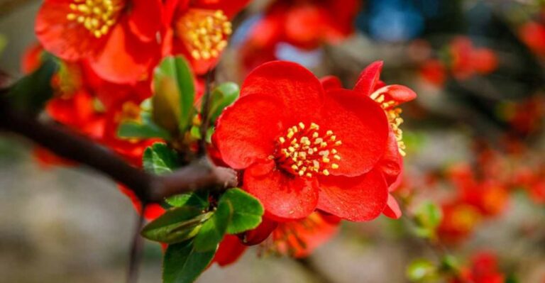 The September Task That Helps Michigan Flowering Quince Bloom Next Year