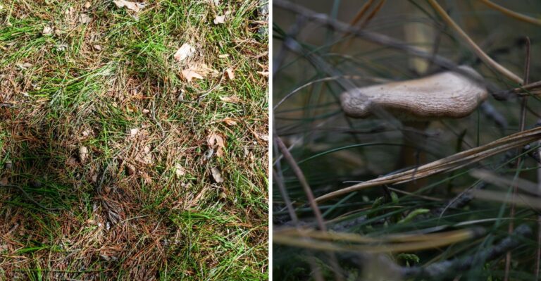 What It Really Means When Your Grass Turns Brown In September