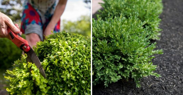 Can You Trim Boxwoods In September In Ohio? What To Do With Overgrown Plants Before Winter
