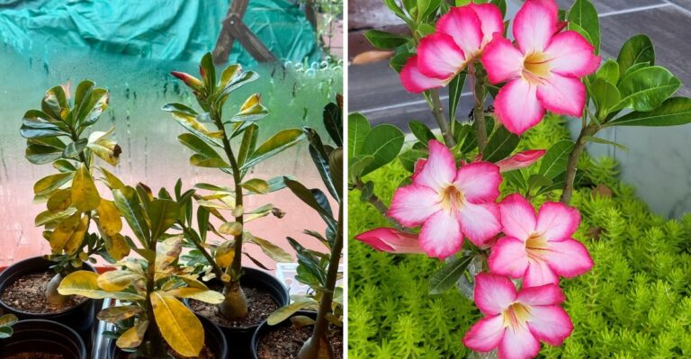 Should You Still Fertilize Desert Rose In September? What Florida Gardeners Should Know