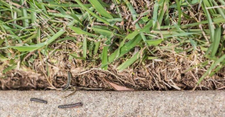 Missouri Lawns Browning Overnight May Have Caterpillars Hiding In Them