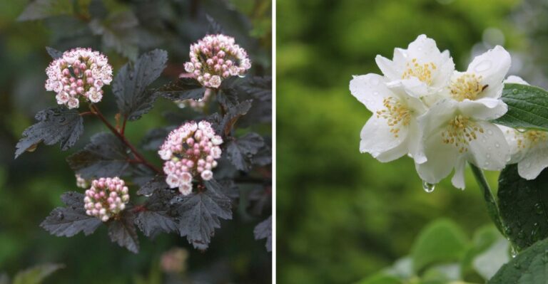 These Flowering Shrubs Outshine Hydrangeas In Pennsylvania Gardens