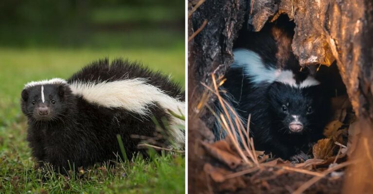 Why You Might See More Skunks Foraging In Texas Yards This Fall