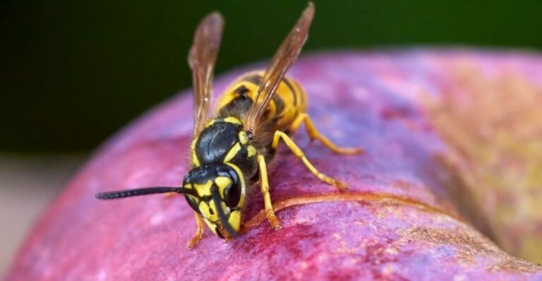 What It Means When Yellowjackets Keep Appearing In Your California Garden Beds