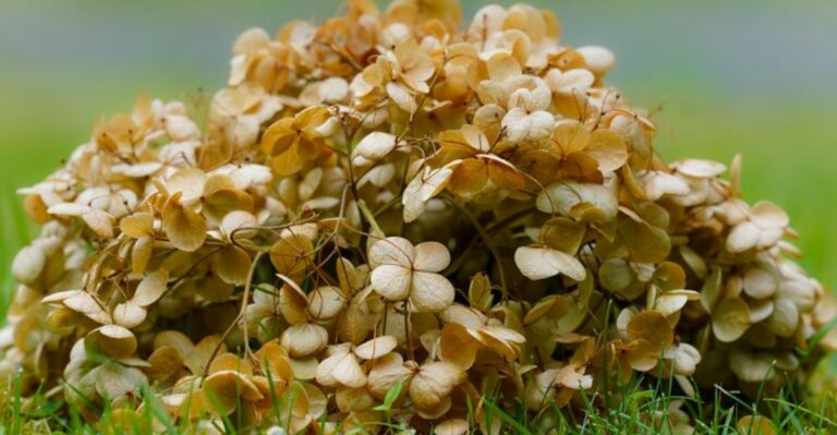 top of hydrangea flower lying on grass in fall