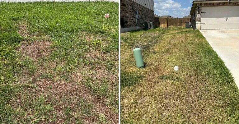 What St. Augustine Grass Needs After Chinch Bug Damage In Texas