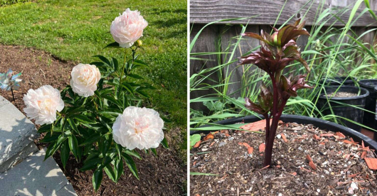 The September Task That Decides If Your Texas Peonies Bloom Next Spring