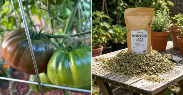 Single-Ingredient Fertilizers That Work Wonders On California Tomatoes