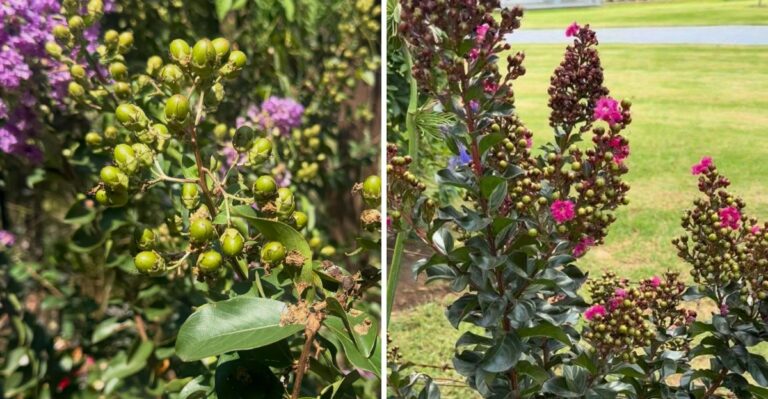 What North Carolina Gardeners Should Do With Crape Myrtle Seed Pods Before Winter