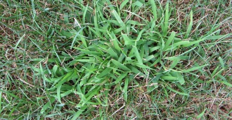 Ignoring Crabgrass Before Fall Means A Bigger Problem Next Year