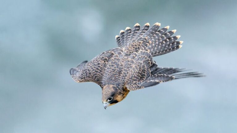 Peregrine Falcons Dive On Arizona Yards At Up To 200+ MPH – Here’s What They’re Hunting