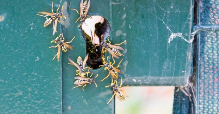Where Arizona Homeowners Find Hidden Underground Wasp Nests Before Fall Yard Work Digs Them Up