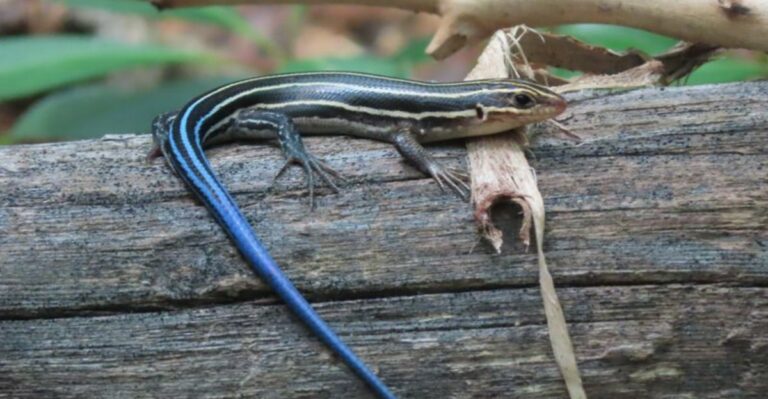 That Blue Tailed Lizard In Your Michigan Yard May Be Helping Your Garden