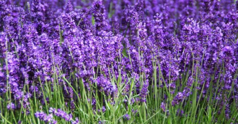 7 Simple Steps North Carolina Gardeners Can Use To Prune Lavender Like A Pro