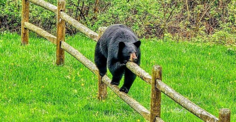 A Long-Absent Alabama Animal Is Turning Up In Backyards Again