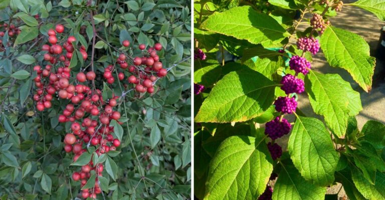 Why North Carolina Gardeners Are Choosing Beautyberry Over Nandina This Fall