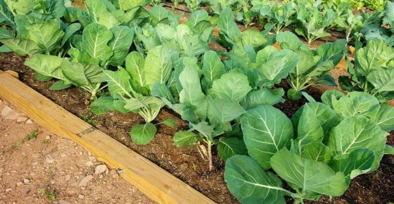 The Underrated Fertilizer North Carolina Gardeners Are Using On Fall Collards