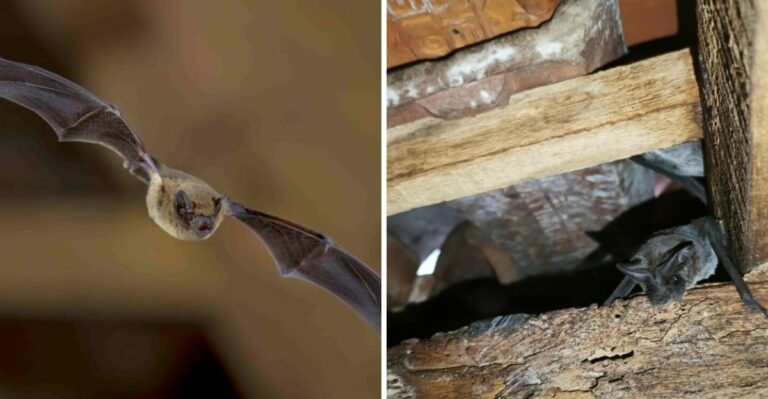 The Meaning Behind Bats Feeding Heavily Over Your Pennsylvania Yard In Late September