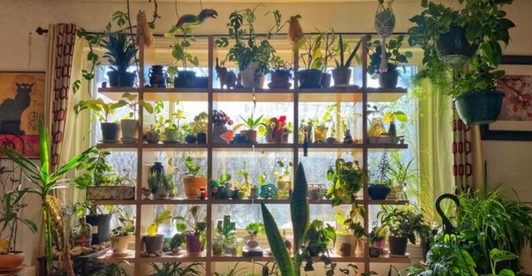 10 Container Plants New York Gardeners Should Move Indoors Before October