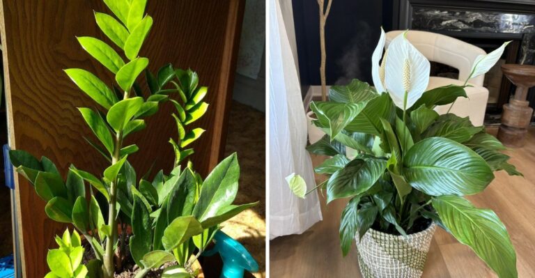 The Houseplants That Bounce Back After A Michigan Cold Snap
