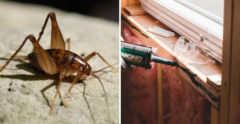 A Reddish-Brown Visitor Is Making Its Way Into Alabama’s Basements