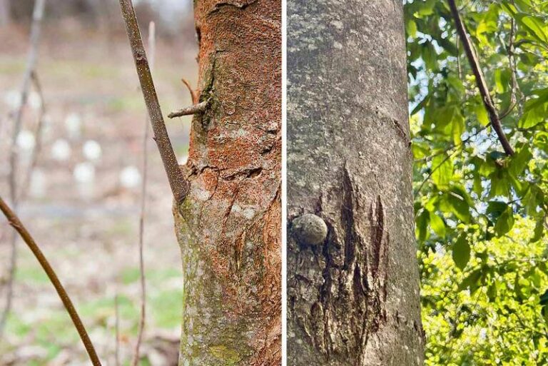 The Blight-Tolerant Chestnut Is Growing Again: How a Single Wheat Gene Became a Promising Restoration Tool