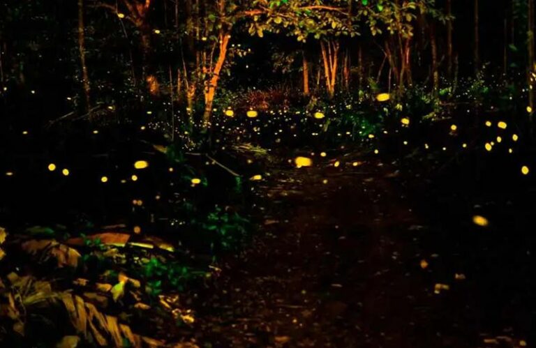 Why Fewer Fireflies Show Up In Arizona Yards Now – And What Actually Brings Them Back