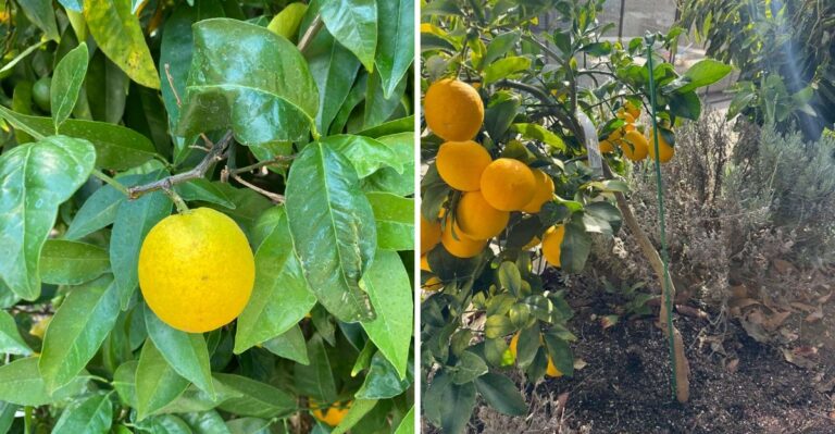 Can You Be Fined For Moving Backyard Fruit In California Right Now?