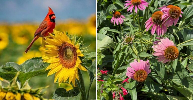 The Texas Plants Cardinals Need More Than Another Bird Feeder This Fall