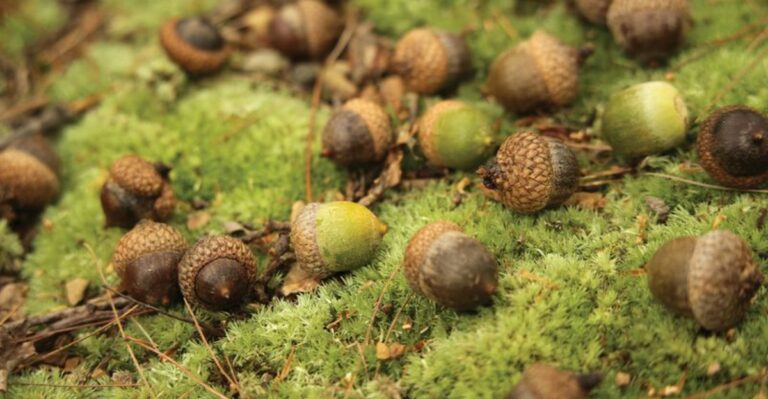 Why Some Ohio Oaks Drop Mountains Of Acorns While Others Barely Produce Any