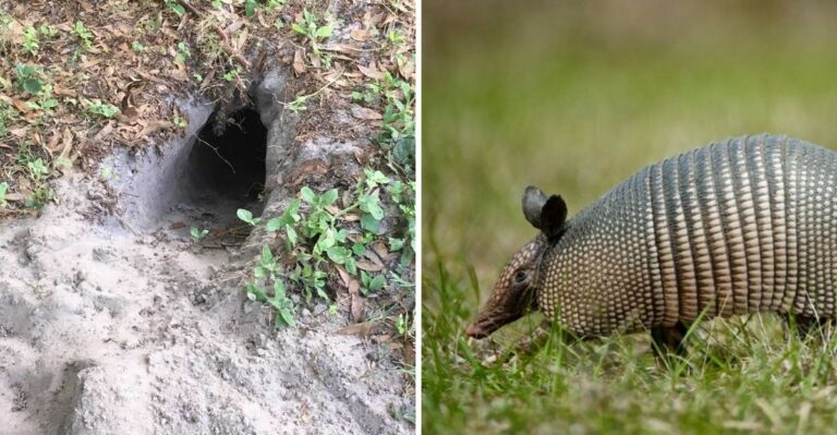 What To Do When Armadillos Keep Showing Up In Your Texas Yard