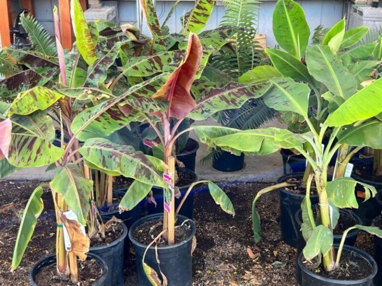 Grow A New Arizona Banana Plant From A Rooted Sword Sucker Or Corm Section And See A Shoot In About Three Weeks