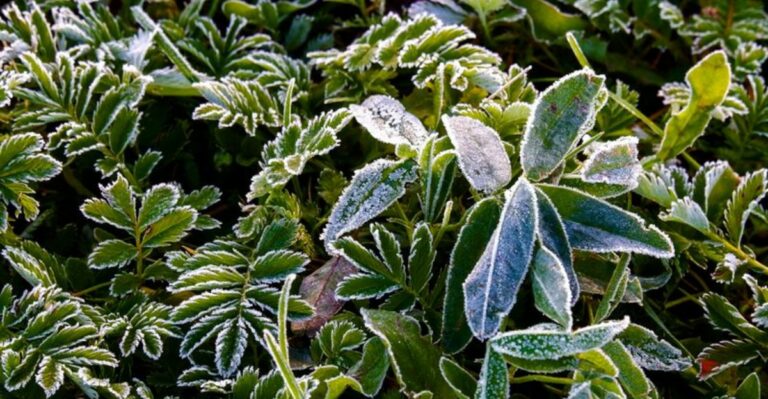 plants with frost on them