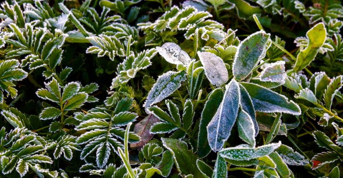 plants with frost on them
