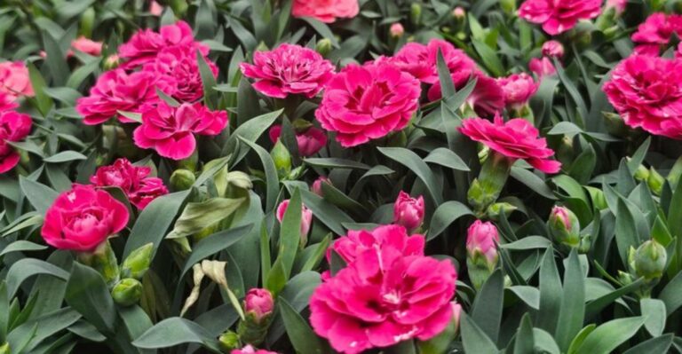 Georgia Gardeners Are Planting Dianthus Now For Winter Color